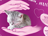 постер Whiskas для котят